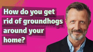 How do you get rid of groundhogs around your home?