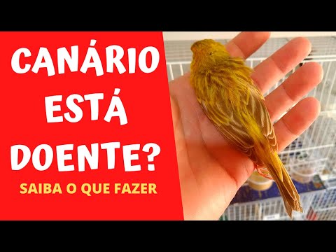 Vídeo: Tudo sobre canários: doenças de um canário