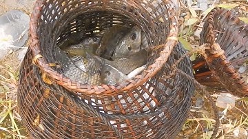 Live Wild Girl ✦ CÂU CÁ SUỐI VÙNG TÂY BẮC