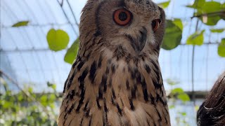 #890 猛禽交流会に参加するフクロウ Owl participating in a raptor social event 【ベンガルワシミミズク】