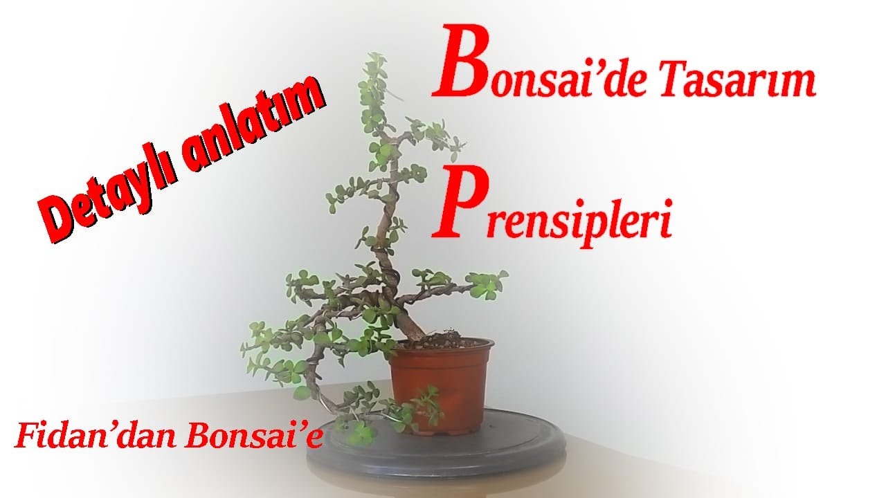 Bonsai Nasl Yaplr? Fidan'dan Bonsai'e.... Bonsai'de Tasarm Prensipleri
