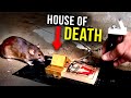 How to catch big smart Rats...FAST