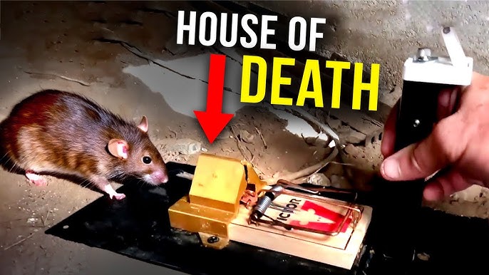 Rat Trap Large Mouse Traps Mouse Traps Indoor For Home - Temu