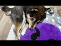 【豆柴】もうすぐ1歳になる柴犬に新しいクッションをプレゼント【日常生活】I gave a cushion to a Shiba Inu who is about to turn 1 year old