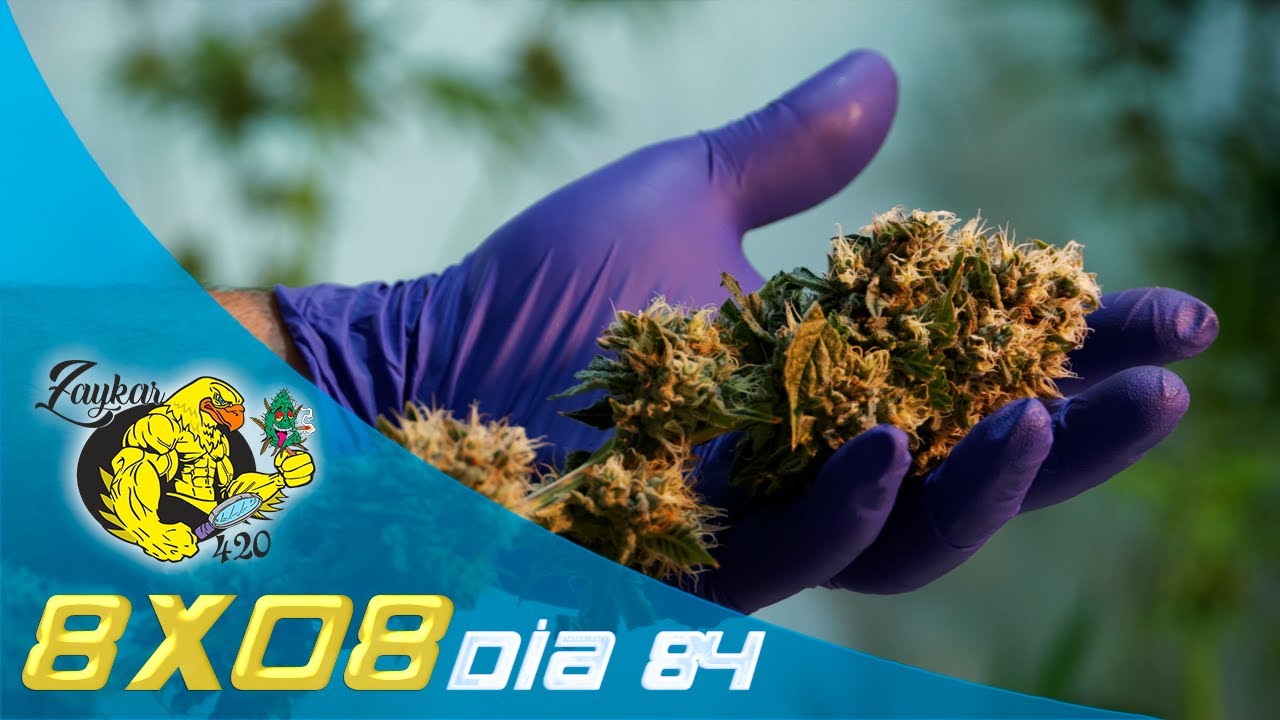 Cómo y cuándo cosechar MARIHUANA o CANNABIS de la MEJOR MANERA