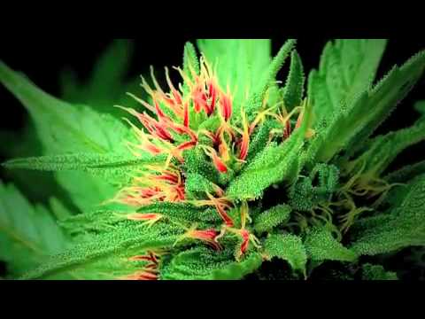 Ode to Mary (A Marijuana Song) Kush Music / A-Game