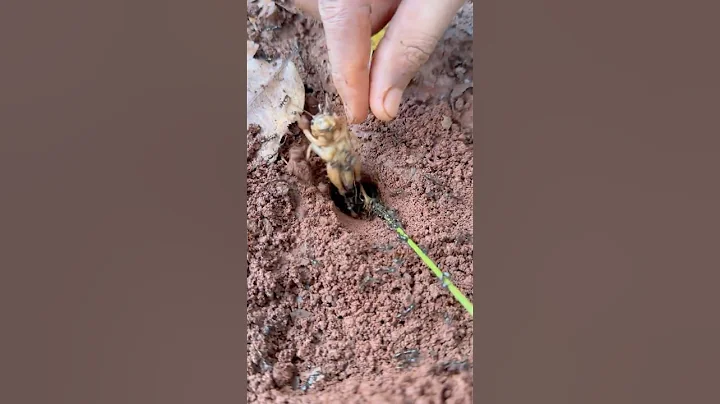 Amazing fire ants attack cricket in deep hole for food