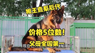 The young man spent 5 figures to buy a German shepherd  a descendant of Wolf King Paul. After watch