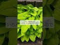 お庭作り後悔してること #garden #gardening #庭作り