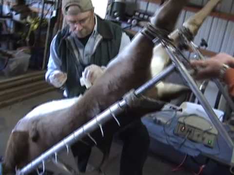 Deer Artificial Insemination (AI) by AWW - YouTube Deer Artificial Insemination (AI) by AWW - YouTube - 480 x 360 jpeg 16kB