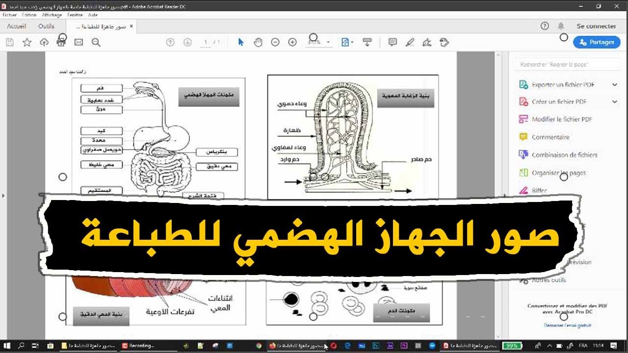 صور جاهزة للطباعة خاصة بالجهاز الهضمي علوم طبيعية للسنة الرابعة متوسط