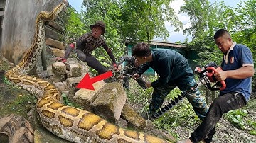 Python kills and swallows Sambar Deer in Sri Lanka. Abandoned House Nightmare: Deadly Trap