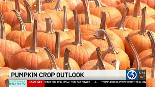Dry season paves way for perfect pumpkin patches