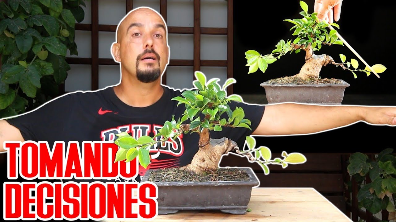 Selección de ramas en bonsai - Ficus Shohin segundo trabajo