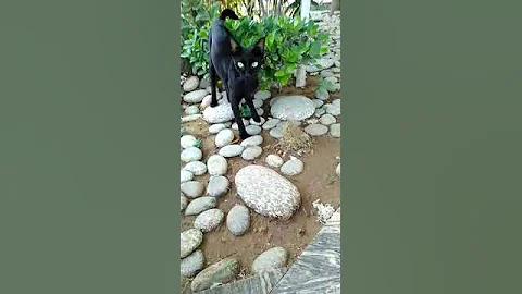 Video 1221861: sphynx kitten hairless cat, cat black golden, awesome cat