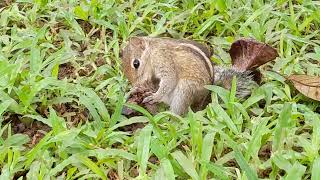 Squirrel Day Life with Nature in Sri Lanka