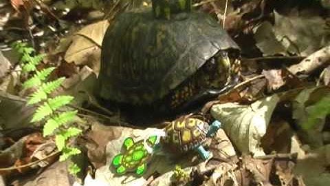 Turtle Tracks M81: Mojos Tracks Day 81