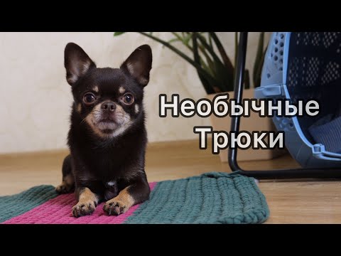 ТОП 3 НЕОБЫЧНЫХ ТРЮКА ДЛЯ СОБАК