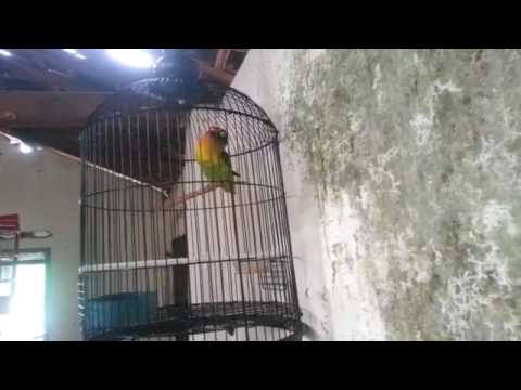 Lovebird isian gereja tarung