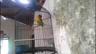 Lovebird isian gereja tarung
