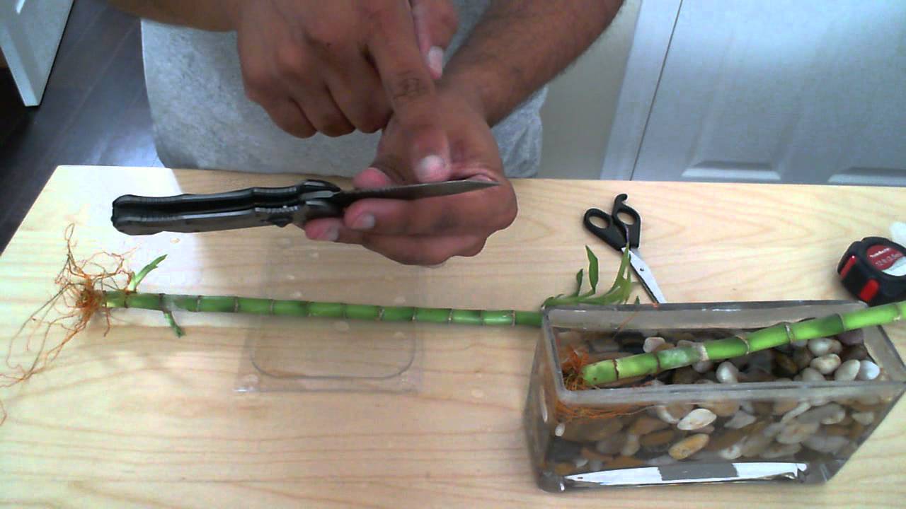 How to Grow or Propagate Lucky Bamboo - Part 3 (w/ WebPromo) 
