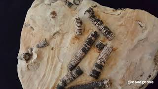 Crinoid Fossils at Illinois Caverns