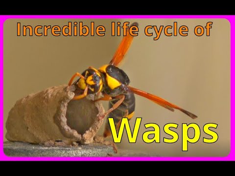Mud Dauber wasp. They can be your friend.