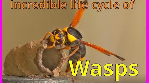 Mud Dauber wasp. They can be your friend.