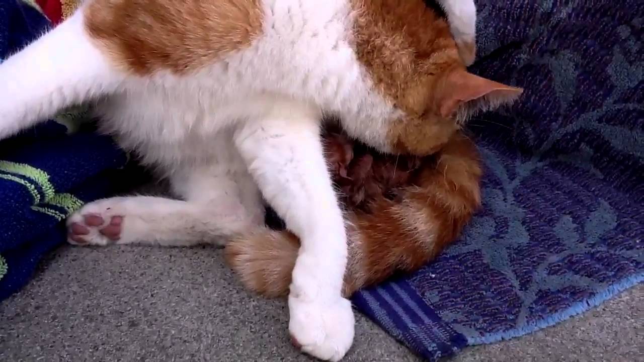 Pregnant Cat Give Birth 52