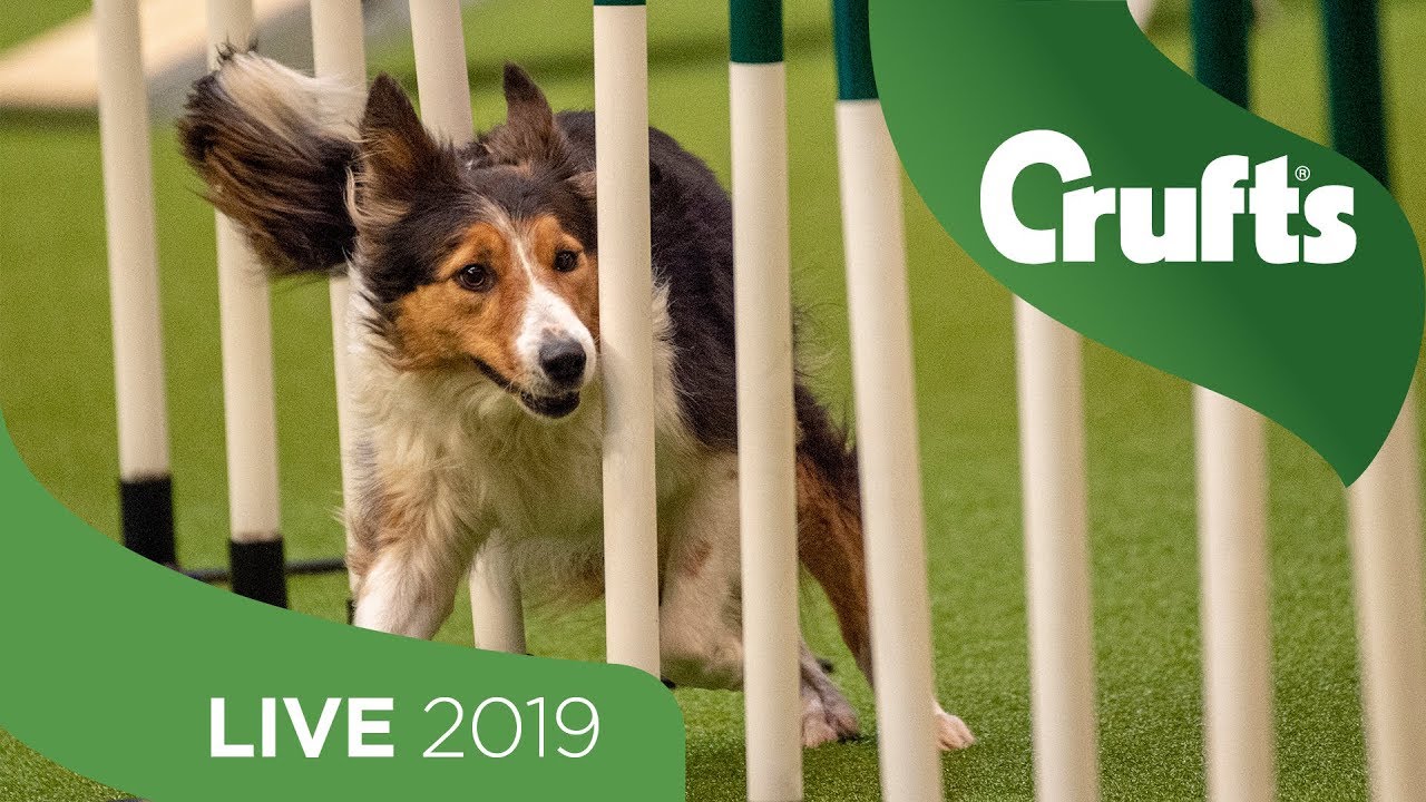 crufts 2019 day 3