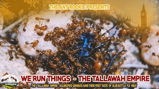 WE RUN THINGS - THE TALLAWAH EMPIRE - SOLENOPSIS GEMINATA