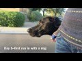 Leash Reactive Great Dane Transformation Leash Reactive Great Dane Transformation