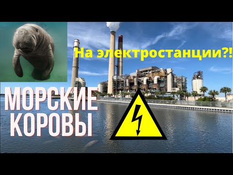 Морские коровы на электростанции!