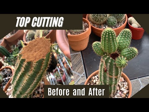 Propagate A Cactus By Top Cutting | #cactus #cactuscare