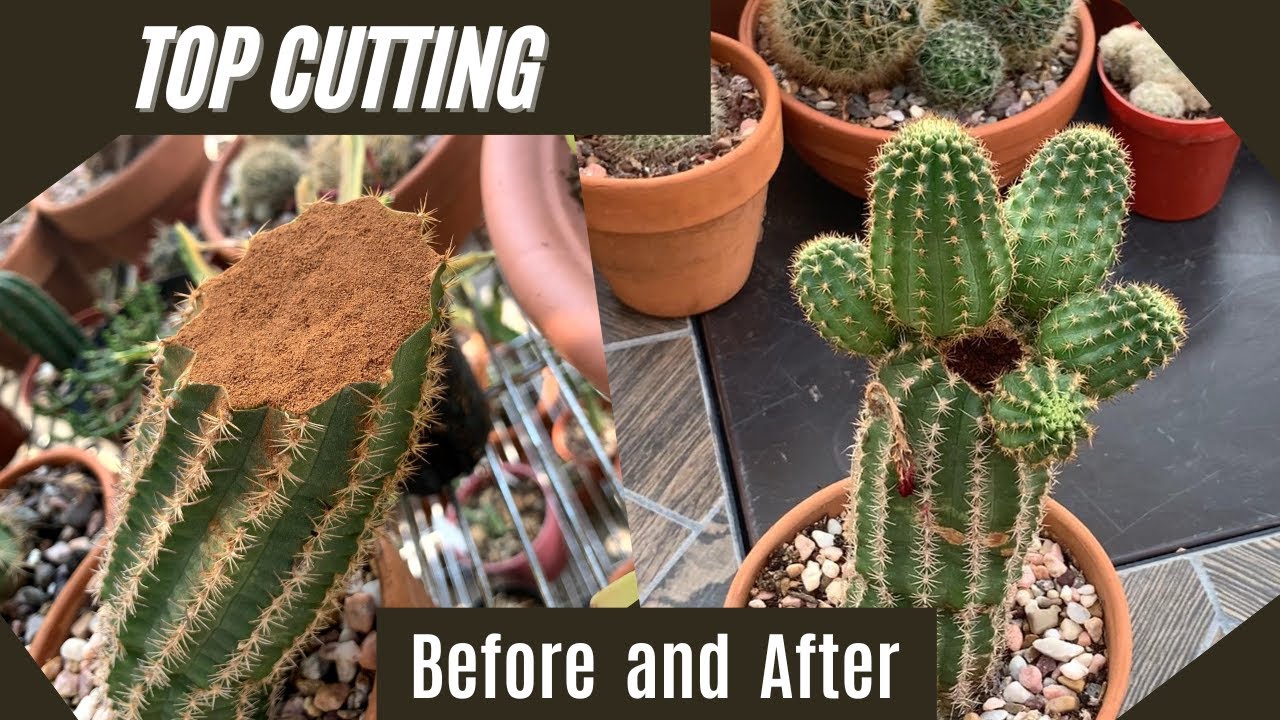 Can You Cut A Cactus And Replant: Pro Tips & Tricks 3 Can You Cut A Cactus And Replant: Pro Tips & Tricks