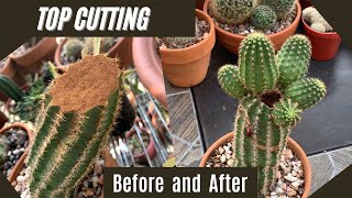 Propagate A Cactus By Top Cutting 