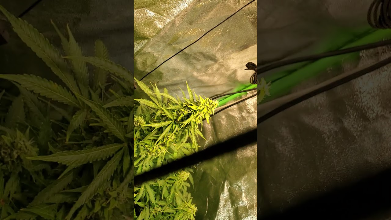 Auto Critical 1 pound 1 plant cmh 3k pre-harvest