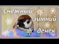 Влог | Зимний день с попугаями. Меню попугаев и воробья, полеты, отдых и другие житейские дела.