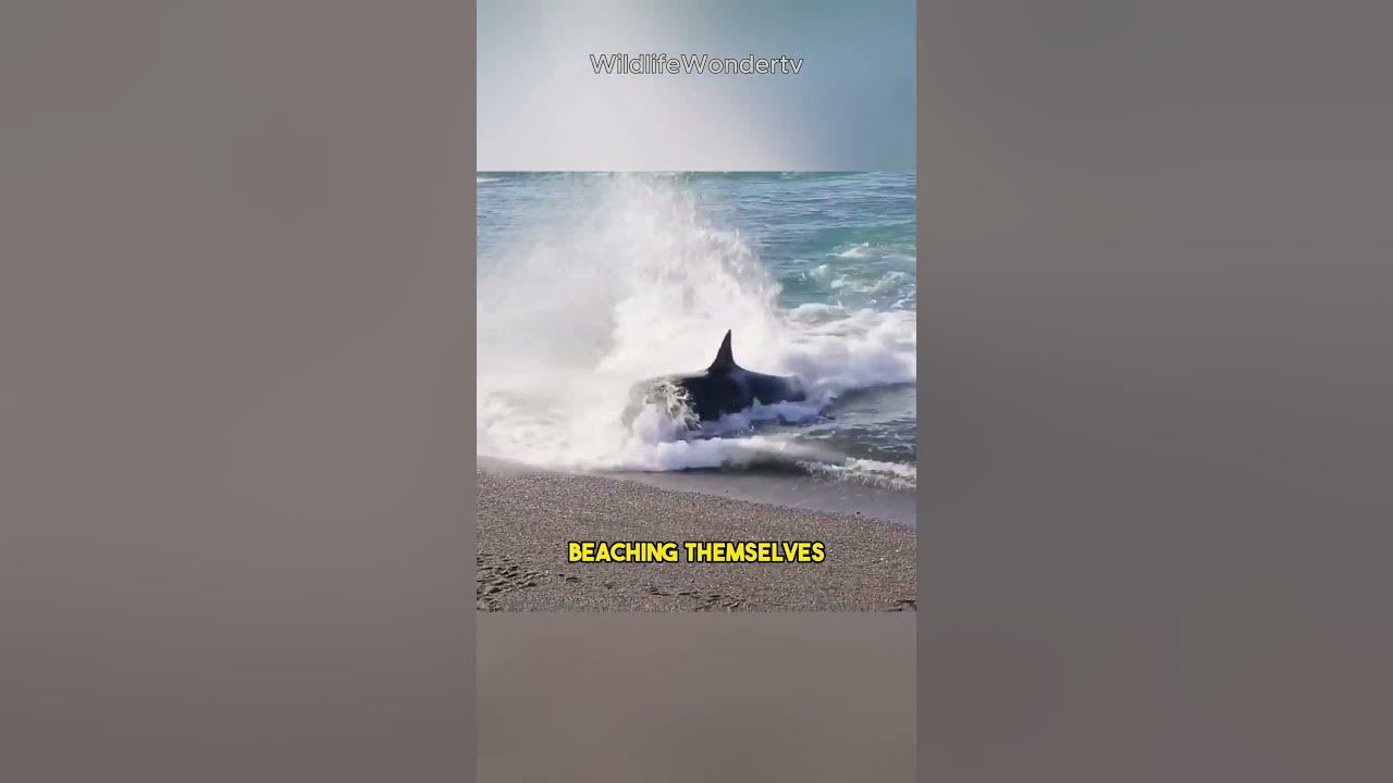 Orcas EAT Moose #shorts - YouTube