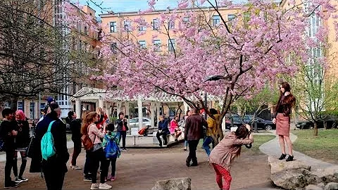 Сакура в Санкт-Петербурге: когда и где цветет? Цветение сакуры в Питере 🌸