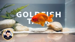Setup Goldfish Tank ดูเพลินๆ ตั้งตู้ปลาทองแบบง่ายๆ มินิมอล เน้นตัวปลาให้เด่น @argooyoomaisook