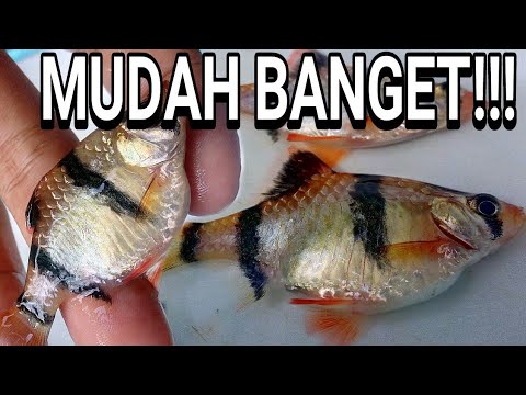 Budidaya ikan tiger Barb/Tiger Sumatra di Aquarium / Wadah Kecil