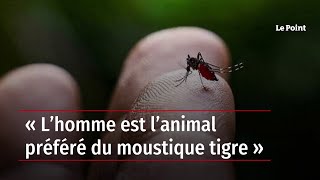 « L’homme est l’animal préféré du moustique tigre »