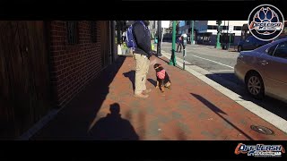 6 month old Rottweiler Off Leash Obedience l E Collar Puppy Training l Puppy Obedience