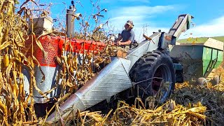 Picking Corn on a Small Family Dairy Farm! Harvest 2023! (Part One)