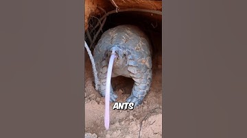 De kracht van de PANGOLIN