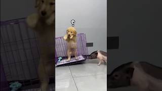 Essa família teve uma GRANDE surpresa ao adotar um mini porquinho... #animalshorts