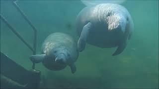 Blue Spring underwater manatee cam highlights