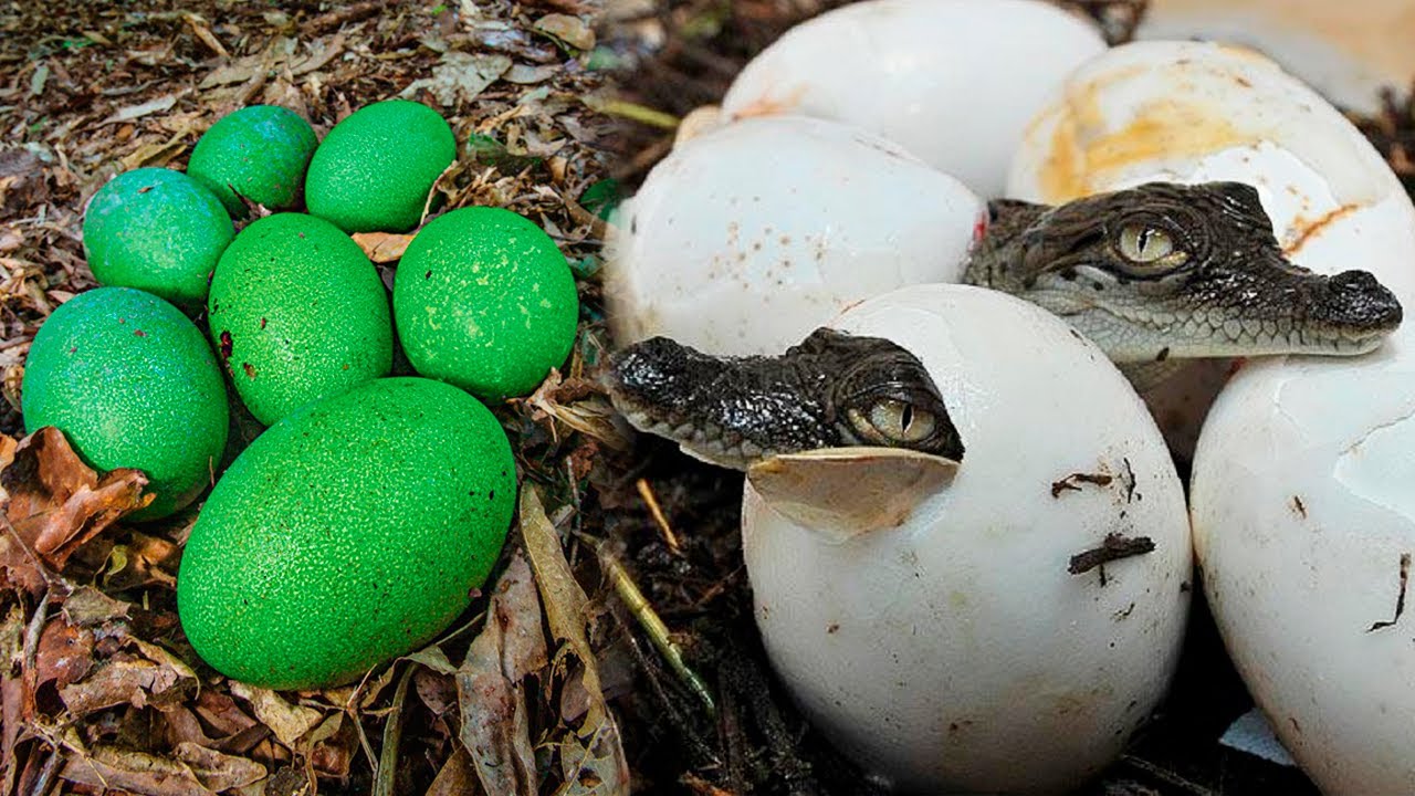 The BIGGEST EGGS In The Animal Kingdom 🐣 - YouTube