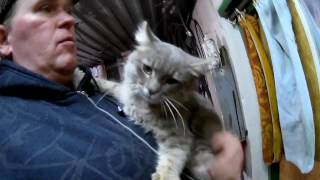 Про кота, косточку или кошку Про кота, косточку или кошку